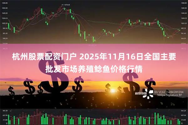 杭州股票配资门户 2025年11月16日全国主要批发市场养殖鲶鱼价格行情